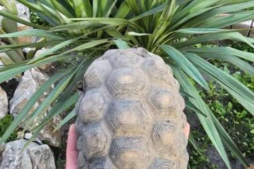 Tortoises kaufen und verkaufen Photo: Szenes teknős Chelonoidis carbonaria Tortoises kaufen und verkaufen Photo: Szenes teknős Chelonoidis carbonaria