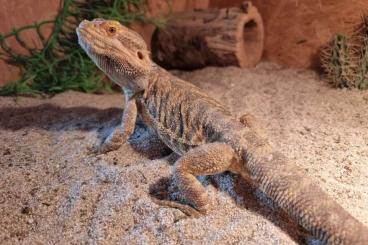 Bearded dragons kaufen und verkaufen Photo: Bartagame Whiskey sucht neues Zuhause!