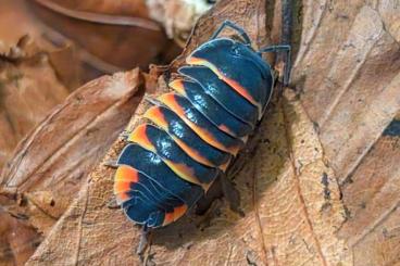 andere Wirbellose kaufen und verkaufen Foto: Porcellio Merulanella Armadillidium Asseln