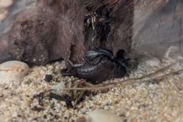 Skorpione kaufen und verkaufen Foto: Euscorpius, Babies abzugeben