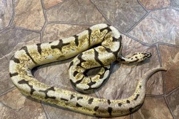 Ball Pythons kaufen und verkaufen Photo: 1.0 Bumblebee dh Axanthic TSK / Piebald Ball Pythons kaufen und verkaufen Photo: 1.0 Bumblebee dh Axanthic TSK / Piebald