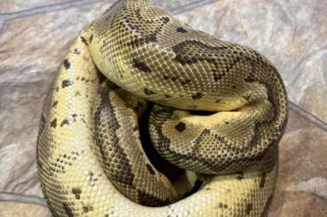 Ball Pythons kaufen und verkaufen Photo: Königspython 1.0 Pastel Clown Ball Pythons kaufen und verkaufen Photo: Königspython 1.0 Pastel Clown