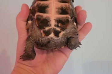 Sumpfschildkröten kaufen und verkaufen Foto: Kleine süße Schildi sucht Endstelle