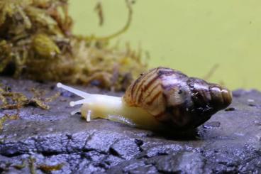 Mollusca kaufen und verkaufen Photo: Achatina reticulata "albino"