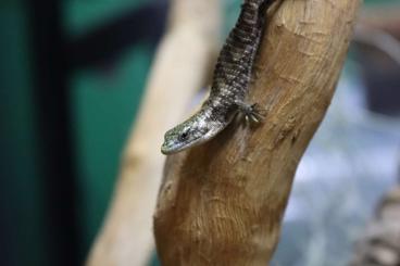 other lizards kaufen und verkaufen Photo: Search for Abronia sp. inclusive CITES Export paperwork