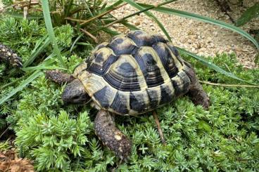 Landschildkröten kaufen und verkaufen Foto: Griechische Landschildkröten