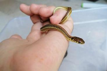 Nattern ungiftige  kaufen und verkaufen Foto: 3.2 Thamnophis eques diluvialis 