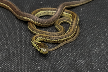 Colubrids kaufen und verkaufen Photo: 1.1 Thamnophis eques diluvialis 