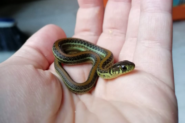 Colubrids kaufen und verkaufen Photo: 1.1 Thamnophis eques diluvialis 