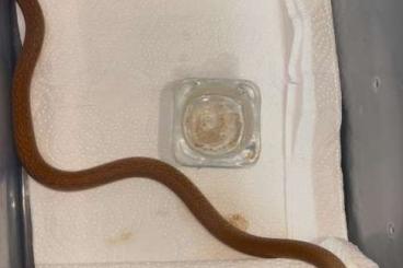 Snakes kaufen und verkaufen Photo: oxyuranus scutellatus 0.1