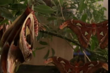 Insects kaufen und verkaufen Photo: Attacus Atlas Moth (Verkauf / Tausch) Eier / Puppen