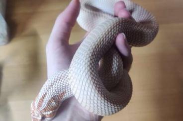 Colubrids kaufen und verkaufen Photo: 0.1 adult Albino Superconda proven breeder