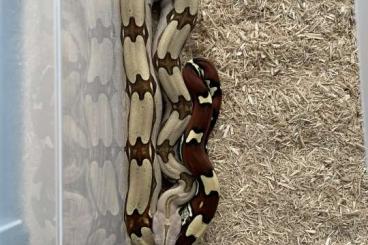 Boas kaufen und verkaufen Photo: Boa Constrictor Constrictor Suriname 1.0