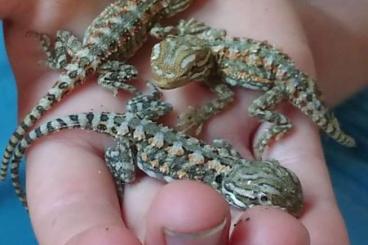 Bartagamen kaufen und verkaufen Foto: Pogona Henrylawsoni Babys