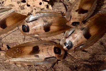 Insekten kaufen und verkaufen Foto: Blanerus giganteus Ergaula capucina Armadillidium maculatum