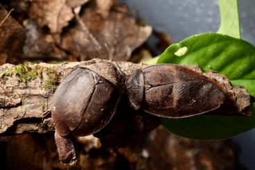 Insekten kaufen und verkaufen Foto: Millipiedes cockroaches isopods