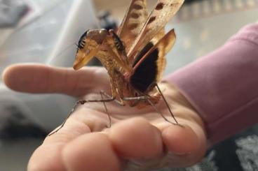 Insects kaufen und verkaufen Photo: Bulk Offer- “Dead Leaf Mantis” 30 Deroplatys desicccata €70 Insects kaufen und verkaufen Photo: Bulk Offer- “Dead Leaf Mantis” 30 Deroplatys desicccata €70