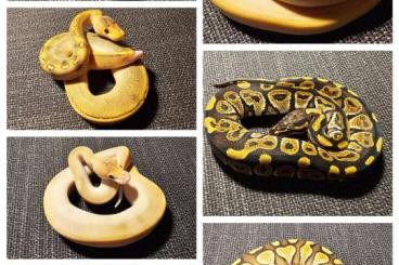 Königspythons kaufen und verkaufen Foto: 0,1 Baby Butter Champagne Gravel poss. Creme DNZ