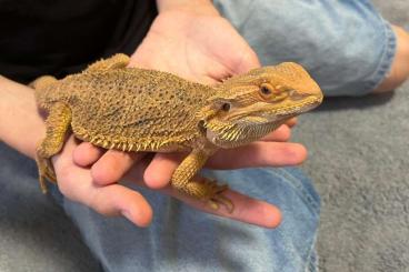 Bearded dragons kaufen und verkaufen Photo: Unsere Bartagame sucht ein neues Zuhause