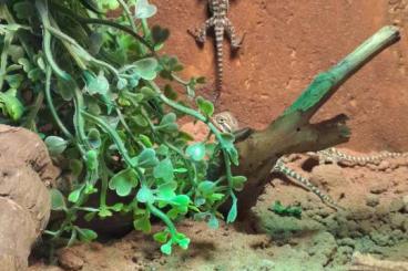 Bearded dragons kaufen und verkaufen Photo: Biete Zwergbartagamen in Hennigsdorf