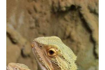 Bearded dragons kaufen und verkaufen Photo: Bartagamen Pärchen zu verkaufen