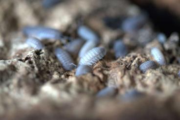 Insects kaufen und verkaufen Photo: Isopods                                   