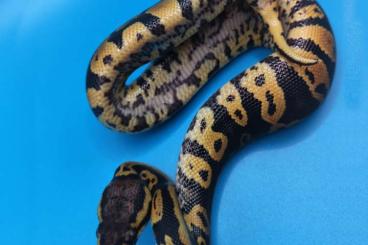 Ball Pythons kaufen und verkaufen Photo: 1.0 Confusion Pastel het Clown poss. Orange Dream