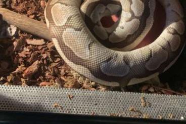 Ball Pythons kaufen und verkaufen Photo:  Königspython sucht ein neues Zuhause 