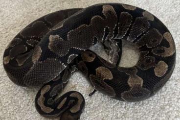 Königspythons kaufen und verkaufen Foto: Black Axanthic proven breeder - 99€ Hamm