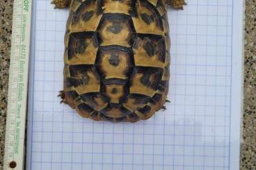 Tortoises kaufen und verkaufen Photo: 5 weibliche griechische Landschildkröten THB aus NZ