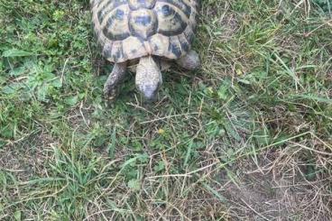 Landschildkröten kaufen und verkaufen Foto: 2 männl. griechische Landschildkröten