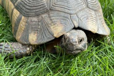 Landschildkröten kaufen und verkaufen Foto: Breitrand-Schildkröte Testudo Marginata – weiblich – 13 Jahre