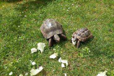 Turtles and Tortoises kaufen und verkaufen Photo: Verkaufe 5 Schildkröten für Tierliebhaber