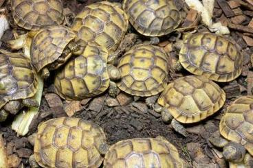 Landschildkröten kaufen und verkaufen Foto: Maurische Landschildkröten