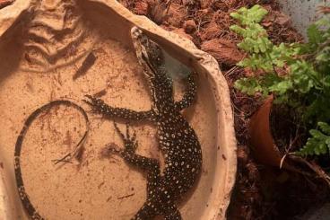 Monitor lizards kaufen und verkaufen Photo: Varans Salvator juvénile PARIS ÎLE DE FRANCE