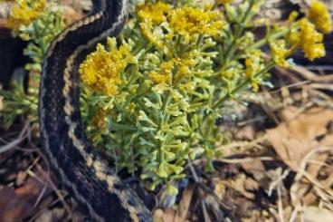 Venomous snakes kaufen und verkaufen Photo: 1,0 Vipera seoanei seoanei CB 2020