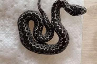 Giftschlangen kaufen und verkaufen Photo: 0,0,5 Vipera renardi CBB 2025 Giftschlangen kaufen und verkaufen Photo: 0,0,5 Vipera renardi CBB 2025