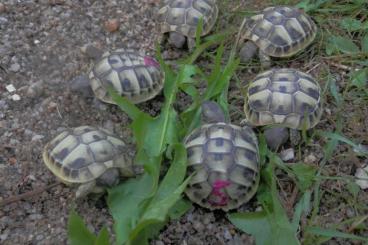 Tortoises kaufen und verkaufen Photo: Griechische Landschildkröten (THB) NZ 24 preisg. v. Züchter abzugeben