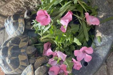 Tortoises kaufen und verkaufen Photo: Drei Griechische Landschildkröten 