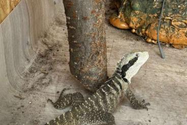 Lizards kaufen und verkaufen Photo: Australische Wasseragame 