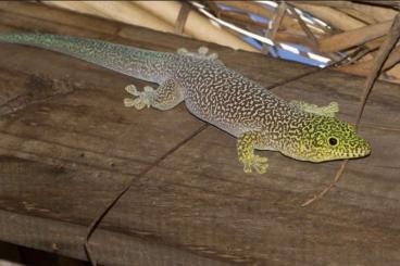 Geckos kaufen und verkaufen Foto: Taggecko phelsun standing, weiblich 50€