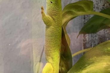 Geckos kaufen und verkaufen Photo: Phelsuma grandis Männchen 