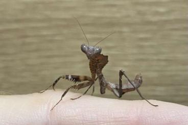 Insekten kaufen und verkaufen Foto: Creobroter sp. Yunnan Mantiden