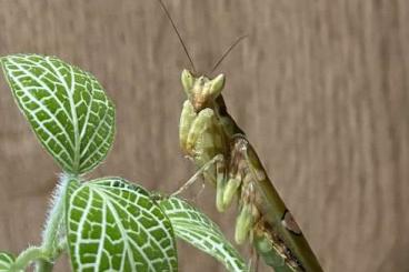 Insekten kaufen und verkaufen Foto: Phyllocrania Paradoxa Mantiden