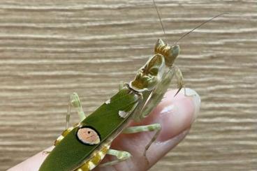 Insects kaufen und verkaufen Photo: Creobroter sp. Yunnan Mantiden, Deroplatys Desiccata