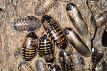 Feeder animals kaufen und verkaufen Photo: Argentinische Waldschaben aus Hobbyzucht