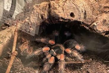 Vogelspinnen kaufen und verkaufen Foto: brachypelma hamorii/Vogelspinne/1,5 jahre alt