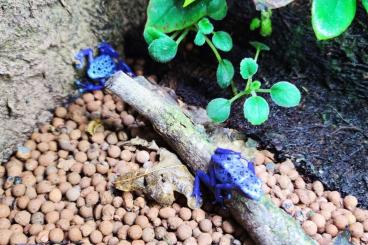Pfeilgiftfrösche kaufen und verkaufen Photo: dendrobaters azureus Pärchen Pfeilgiftfrösche kaufen und verkaufen Photo: dendrobaters azureus Pärchen