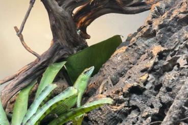 Skinke kaufen und verkaufen Photo: Lamprolepis smaragdina pair emerald tree skinks Skinke kaufen und verkaufen Photo: Lamprolepis smaragdina pair emerald tree skinks
