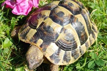 Tortoises kaufen und verkaufen Photo: Griechische Landschildkröte, 3 Jahre, mit Papieren